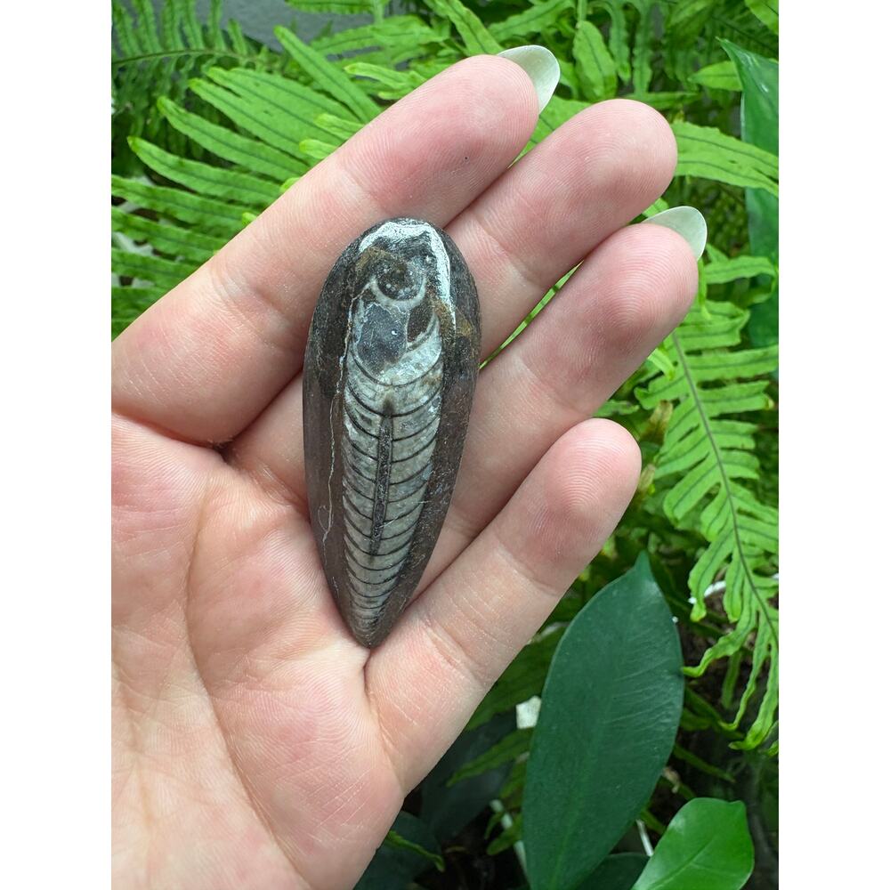 Polished Orthoceras Fossil – Teardrop Shape - Intuitively Chosen Fossil - Picture 9 of 10